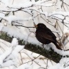 Kos cerny - Turdus merula - Eurasian Blackbird 9300